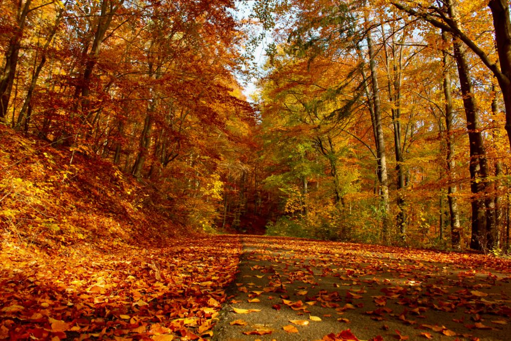 Wenn die ersten Äpfel vom Baum fallen, dann wird es Herbst