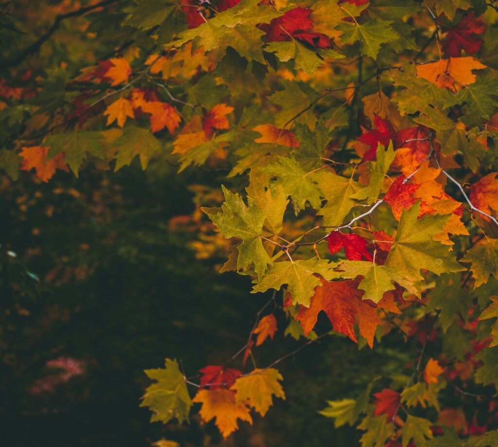 Evgeni evgeniev kaukbwgvpwq unsplash