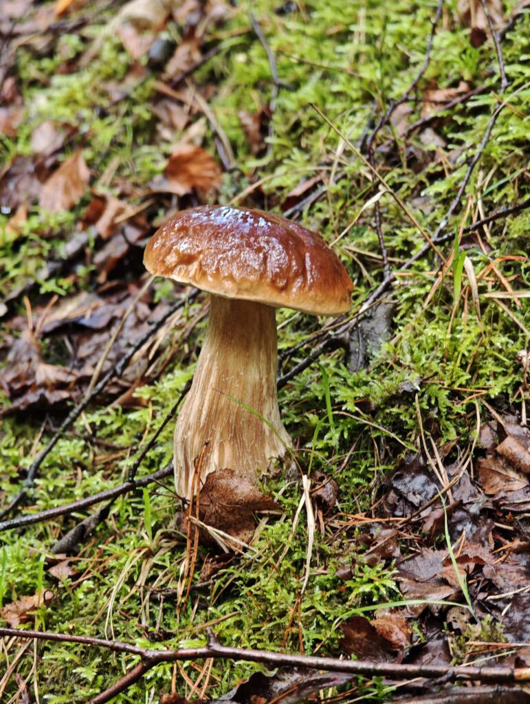 Herbst1