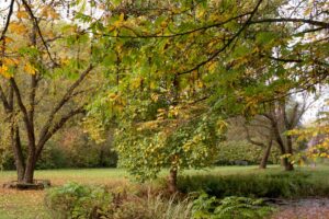 Herbst2
